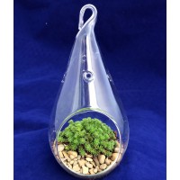 Hanging Teardrop Mexican Sedum Terrarium Kit - Easy to Grow - 4" x 7" Glass   